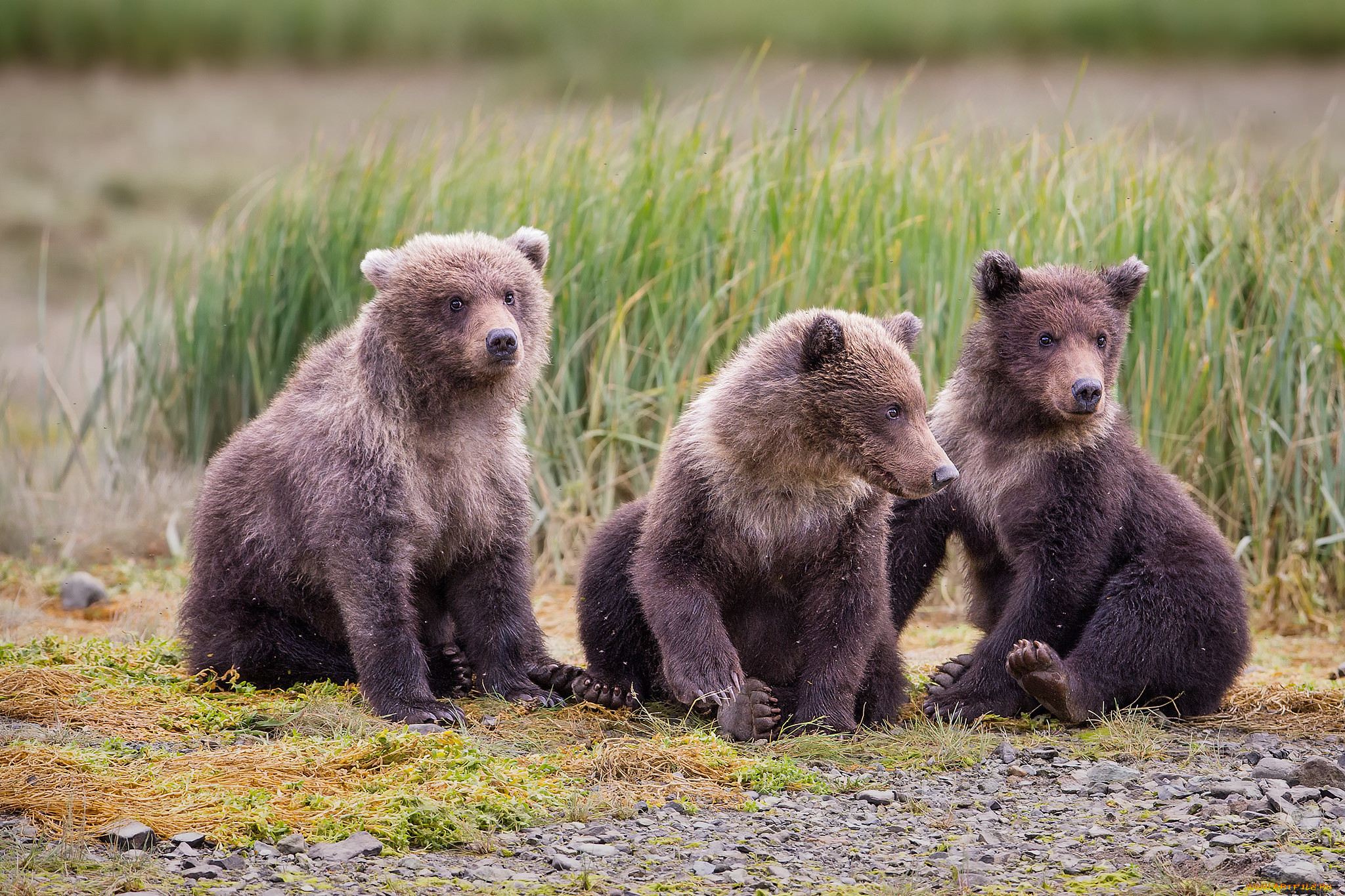 Five bears. Медвежата. Милые медвежата. Медвежата фото. Детеныш медведя.